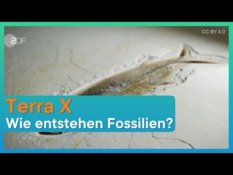 Terra X - Wie entstehen Fossilien?