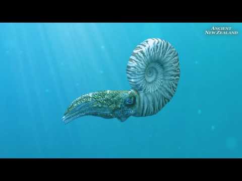 Mosasaur and Ammonite animation clips: Ancient New Zealand