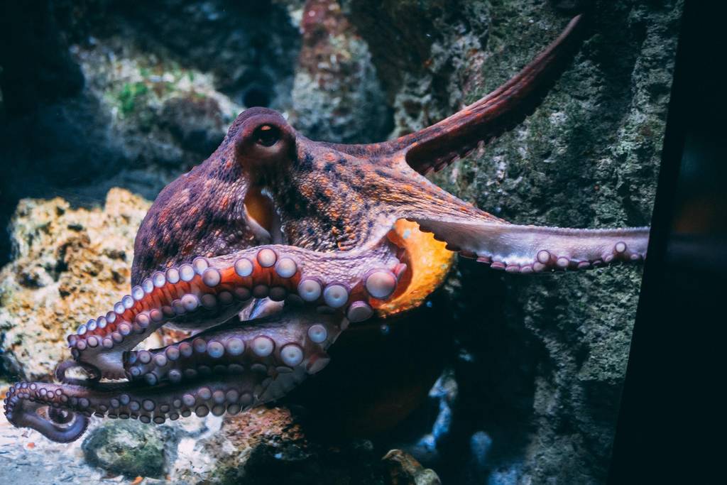 Oktopus