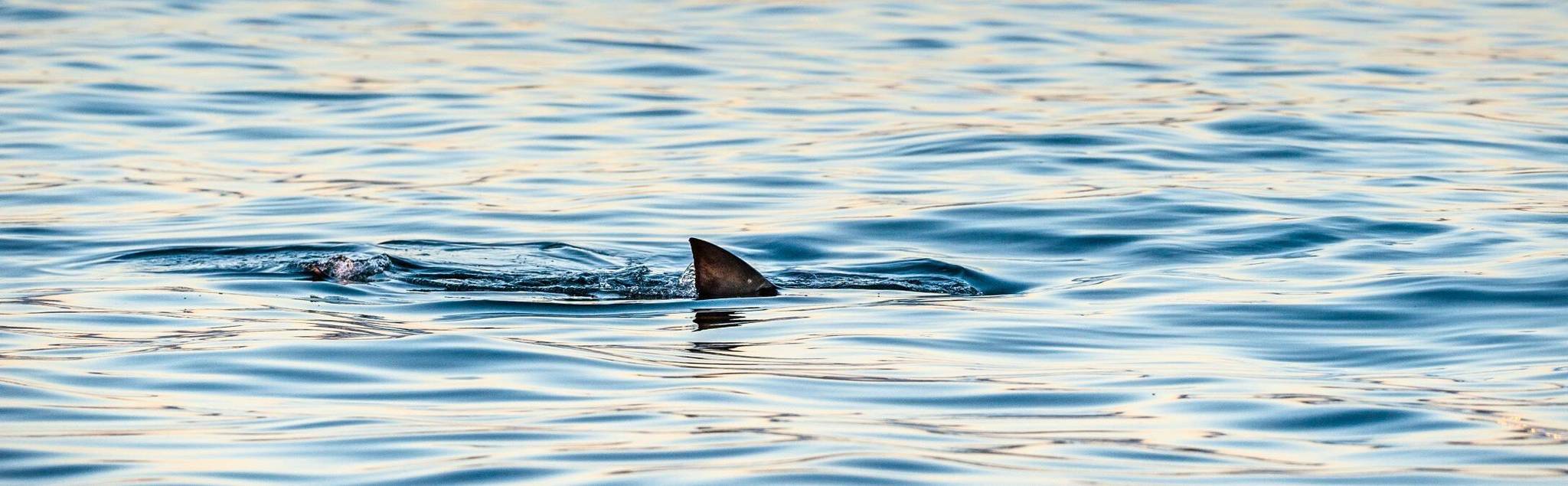 Haiflosse an der Wasseroberfläche