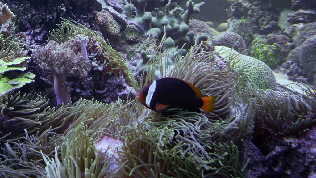 Ein Schwarzflossen-Glühkohlen-Anemonenfisch in einer Lederanemone