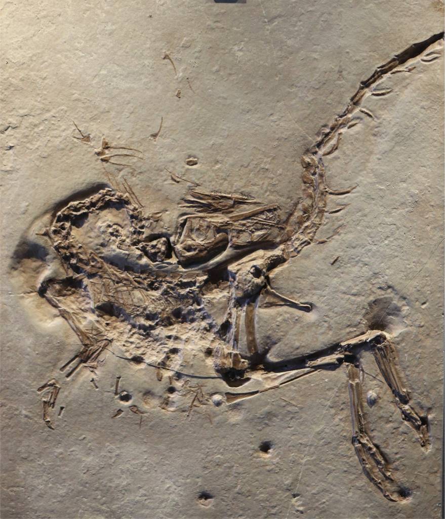 Abguss von Compsognathus longipes