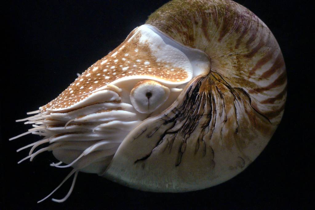 Nautilus