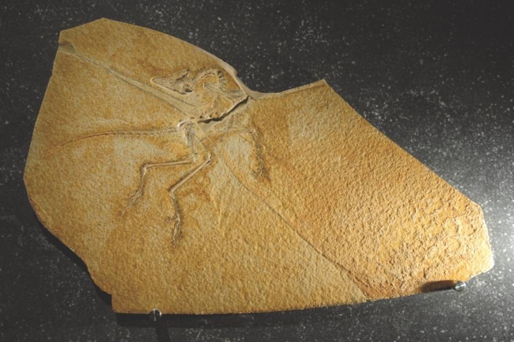 Das Original des Eichstätter Exemplars von Archaeopteryx lithographica