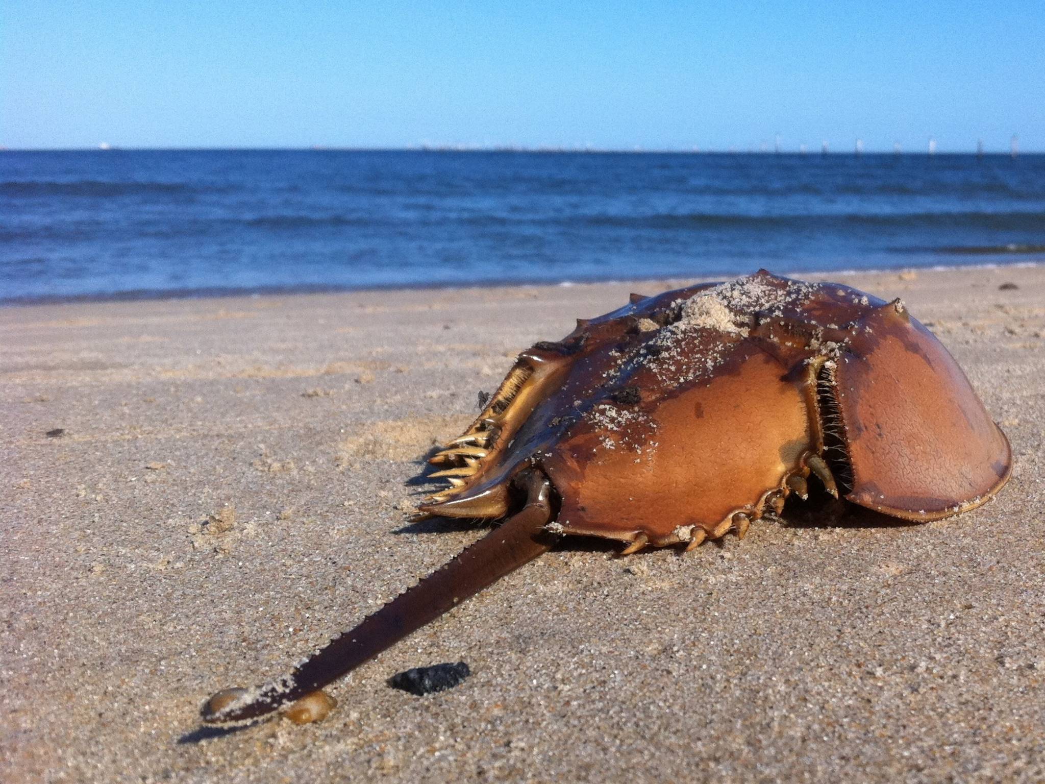 Lebender Pfeilschwanzkrebs am Strand