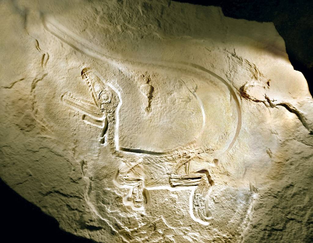 Das originale Fossil von Sciurumimus albersdoerferi